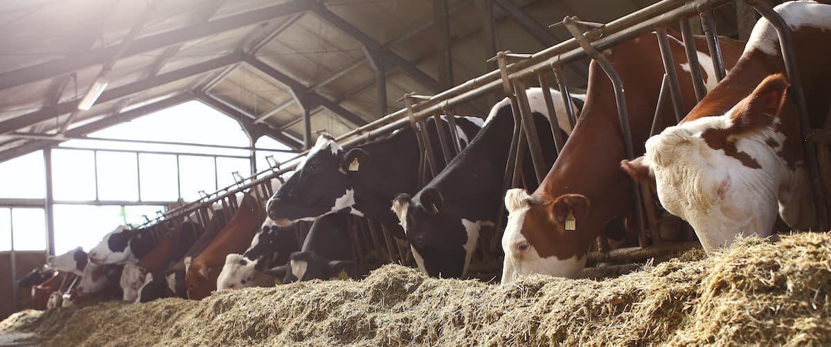 7 ways to reduce ammonia loss on your farm