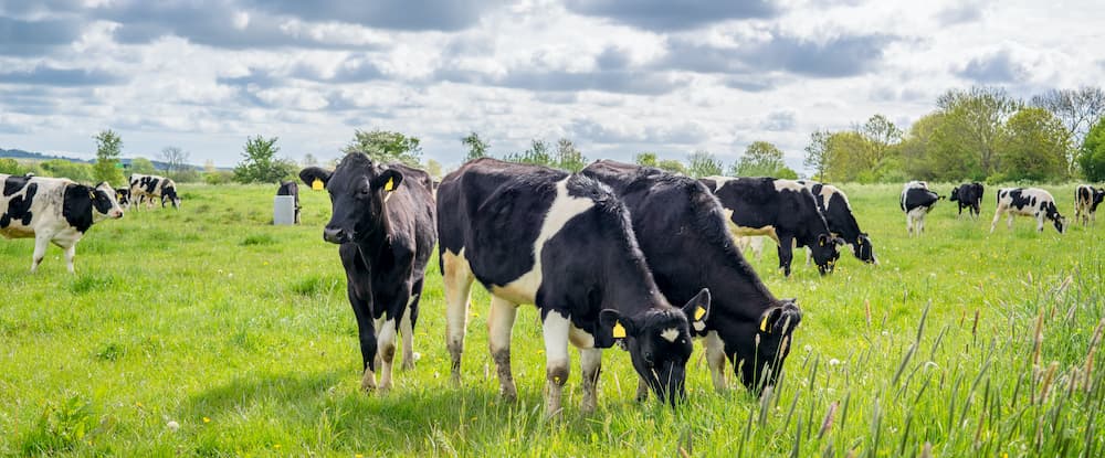 A 27% reduction in a dairy farm’s overall carbon footprint, surely not?
