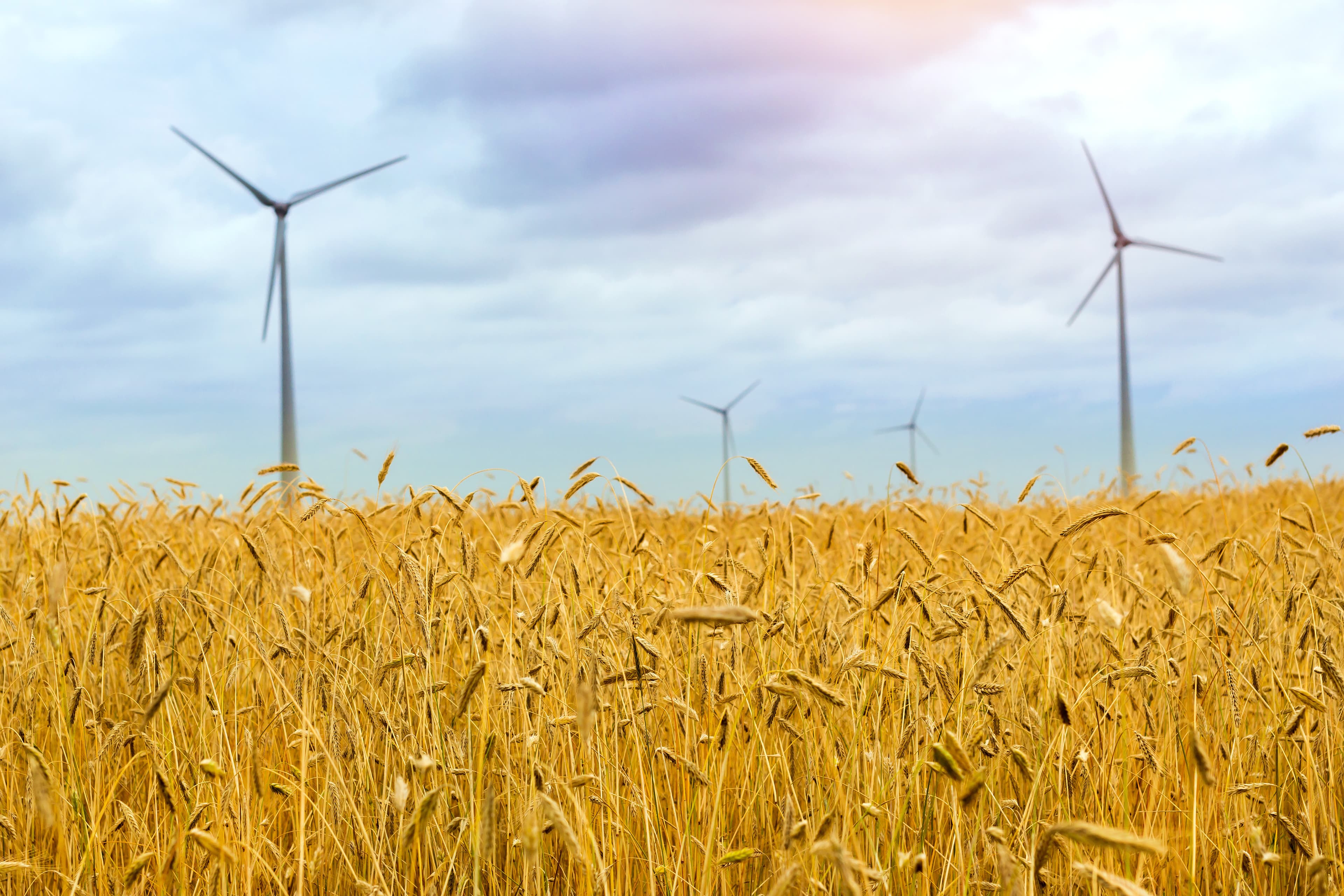 Wind turbines in crop field
