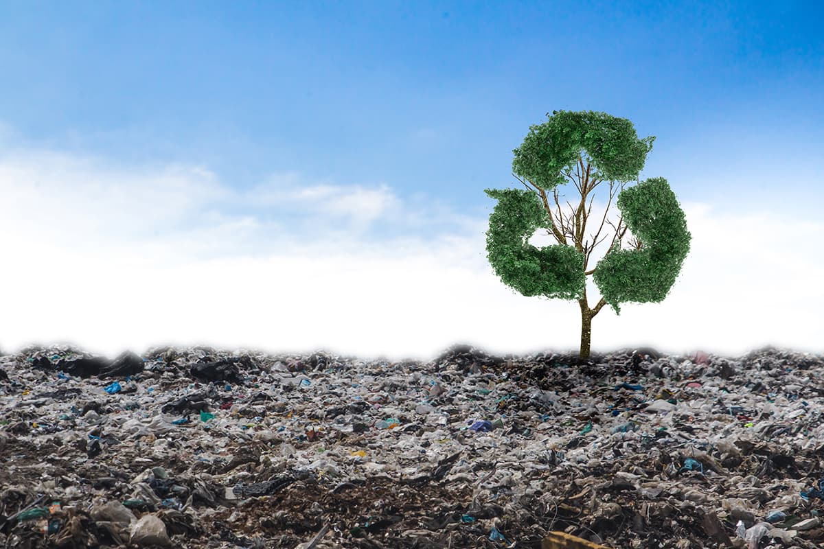 A tree shaped like a recycling icon, in a field.