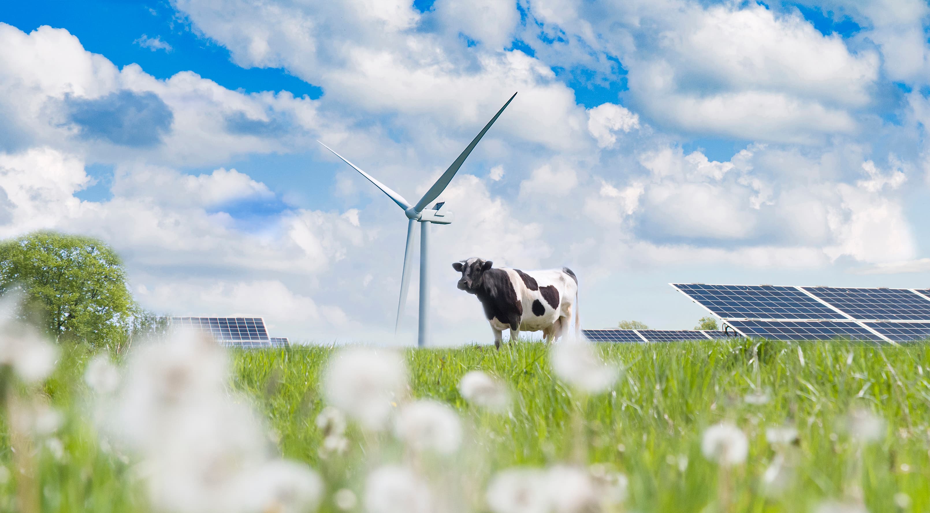Cow in a field with renewable energy solutions