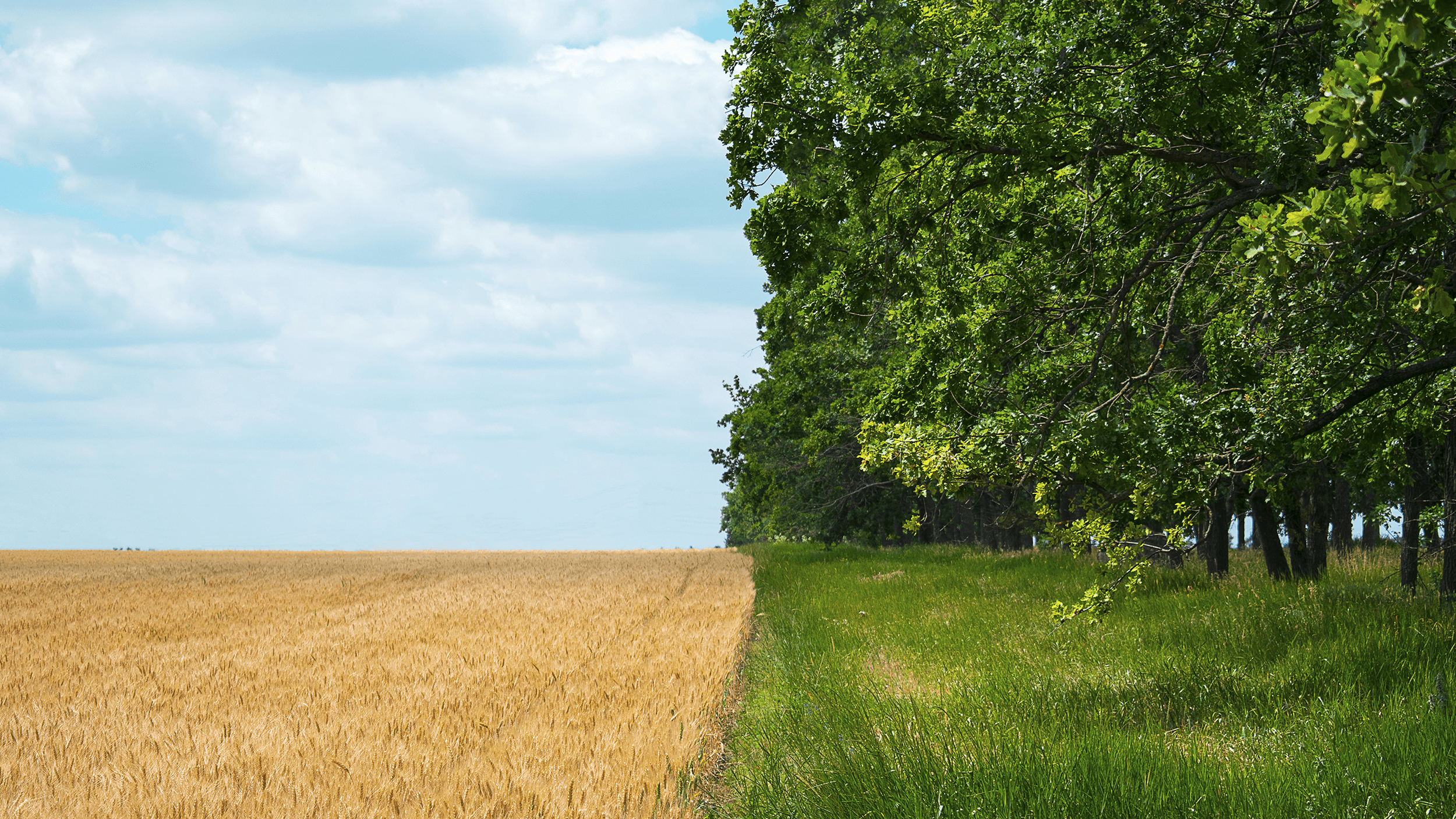 Regenerative Agriculture