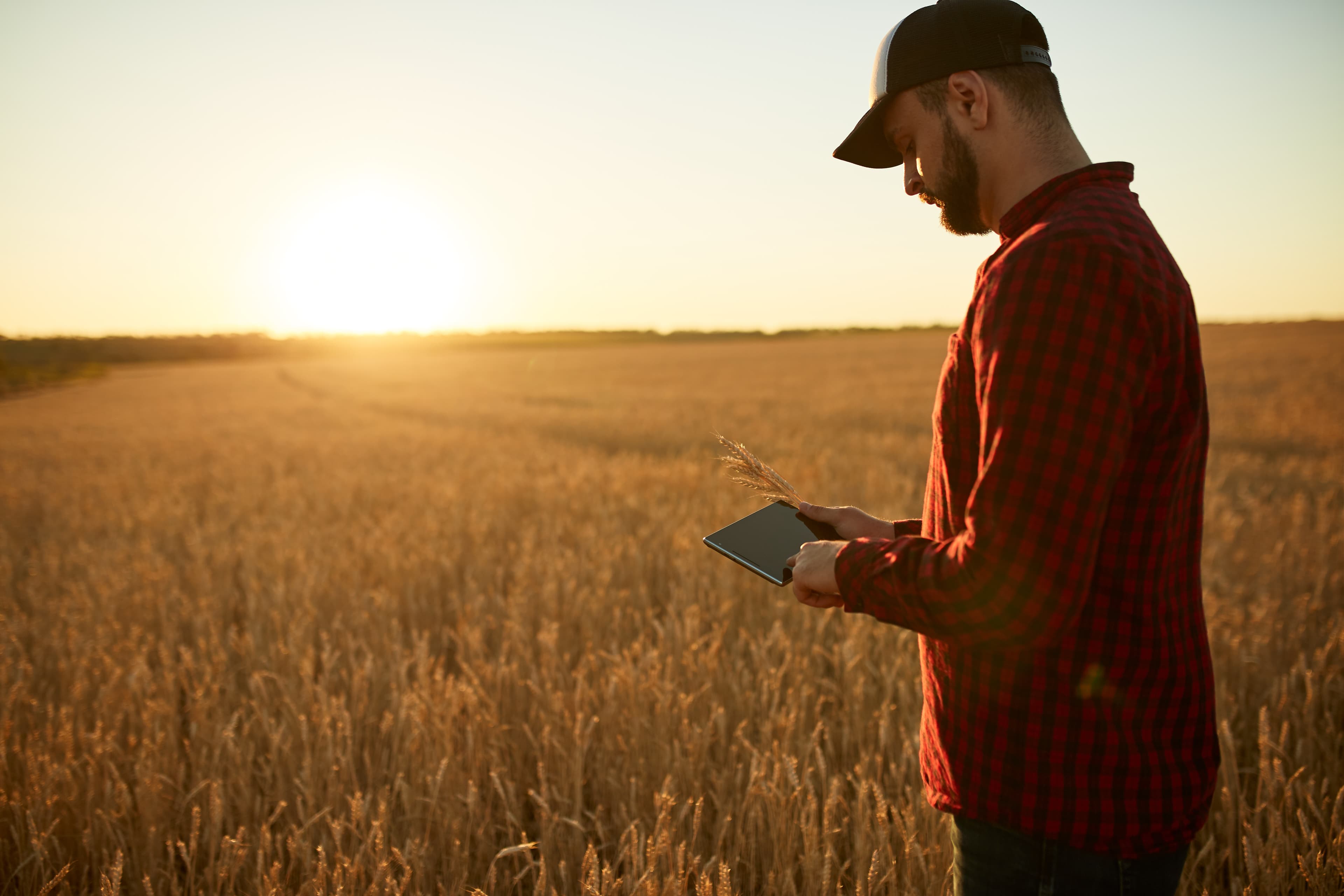 Farming checking details of the crop